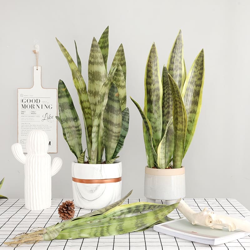 Bouture Sansevieria