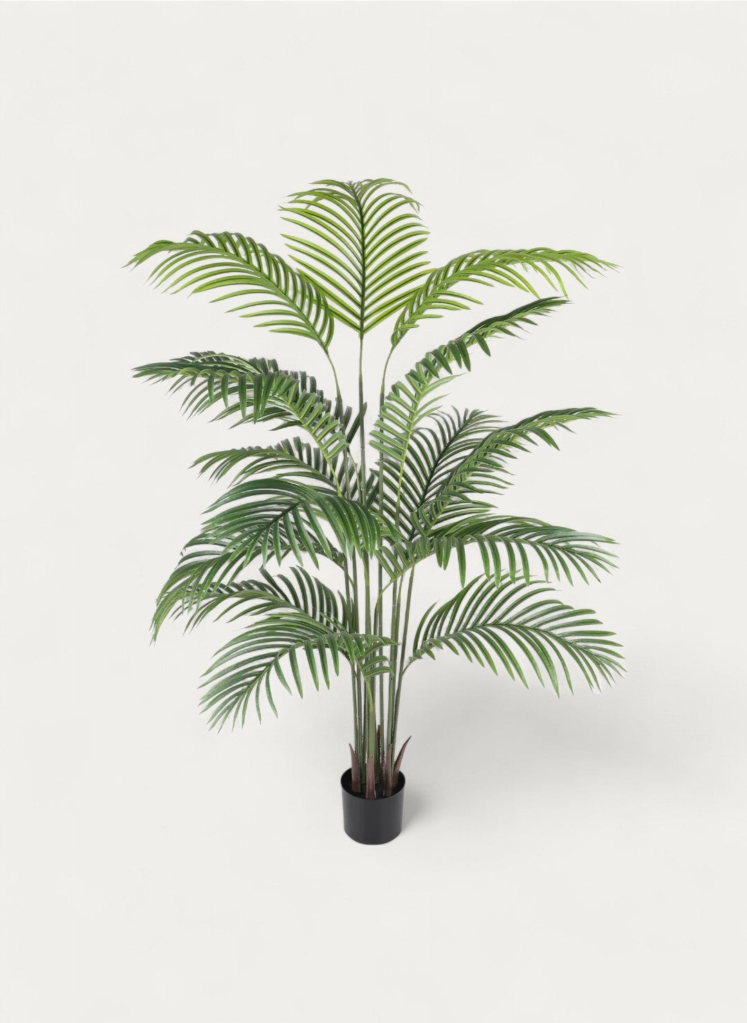 sansevieria samen Sansevieria fernwood mikado (Bogenhanf) (XS) main image 0