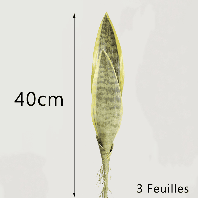 Bouture Sansevieria