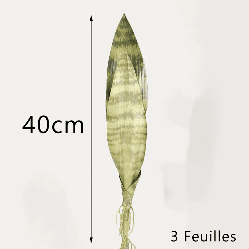 Bouture Sansevieria