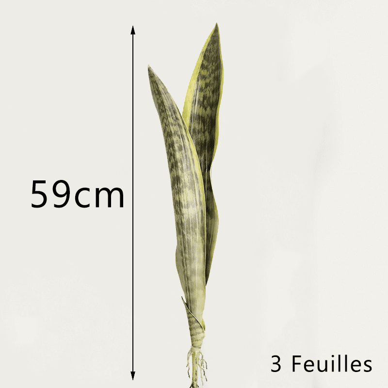 Bouture Sansevieria
