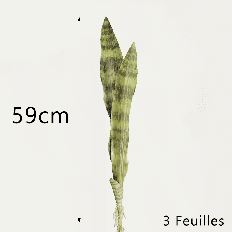 Bouture Sansevieria