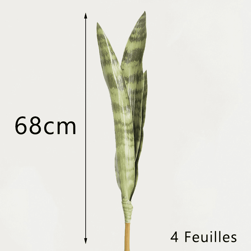 Bouture Sansevieria