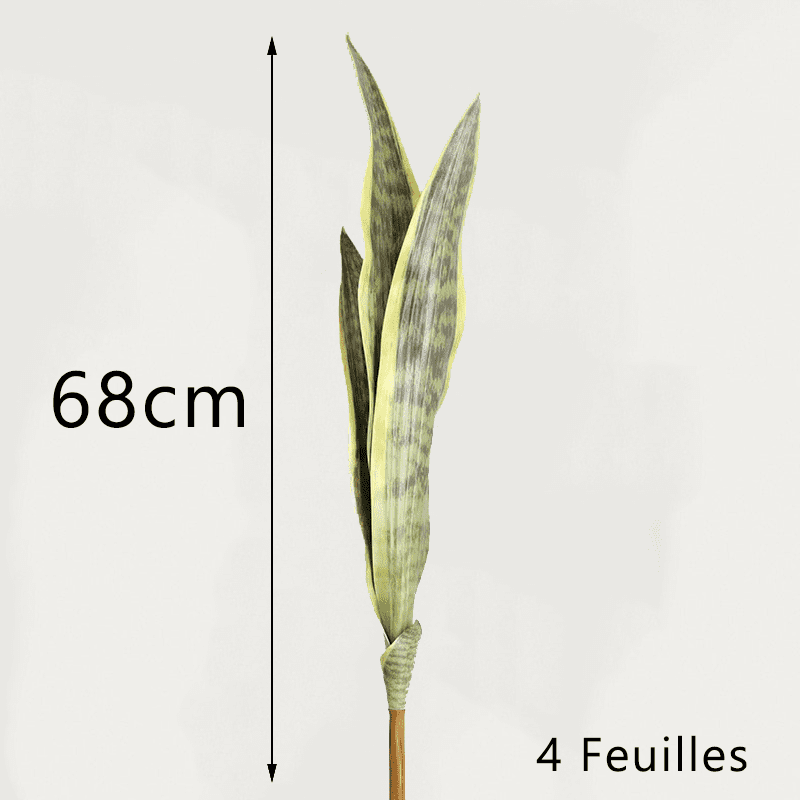 Bouture Sansevieria