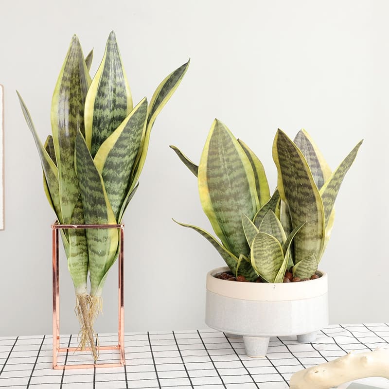 Bouture Sansevieria
