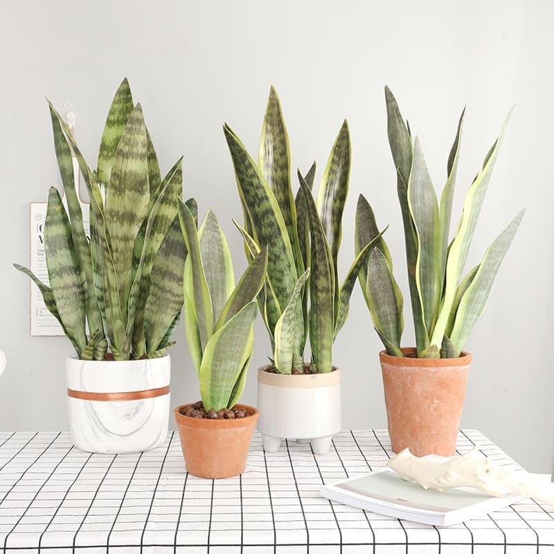 Bouture Sansevieria