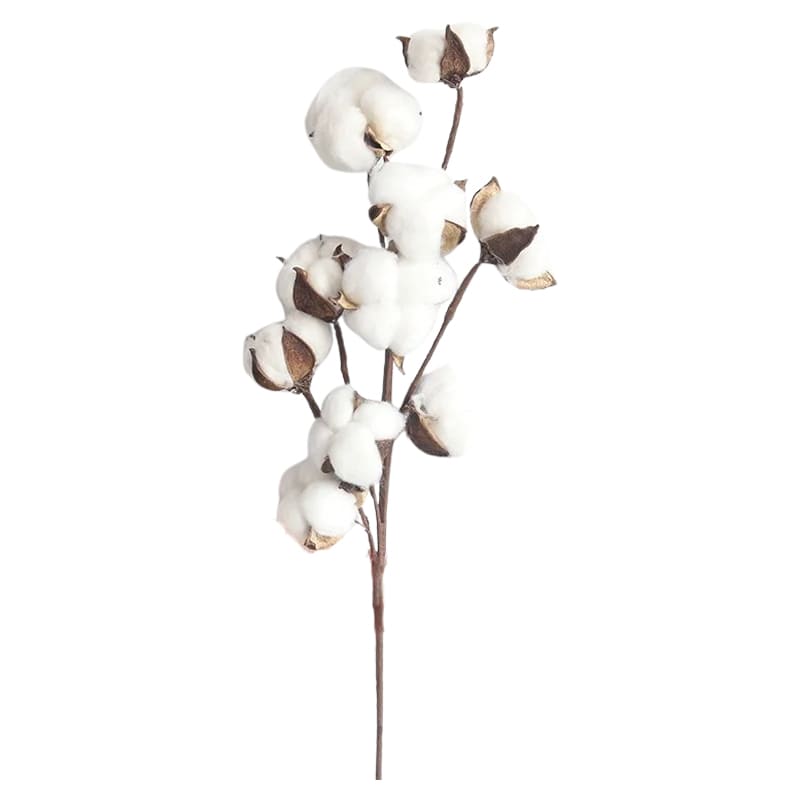 Branche de Coton Blanc Naturel 100% Pur