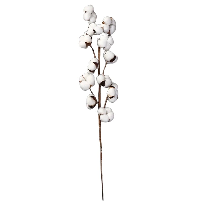 Branche de Coton Blanc Naturel 100% Pur