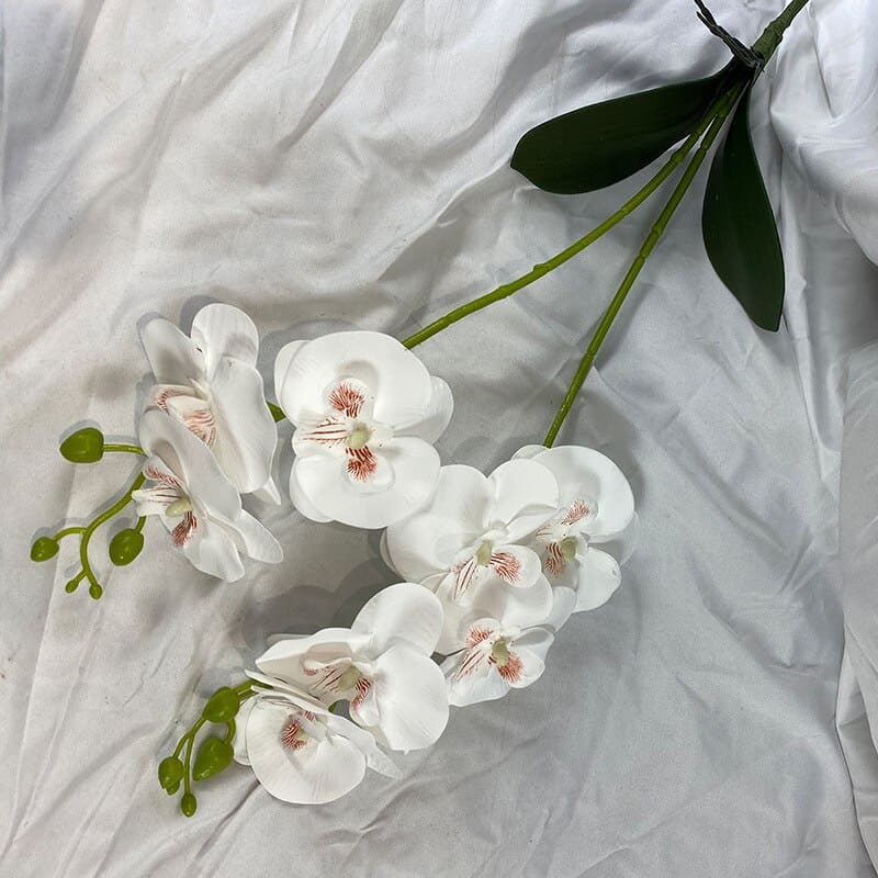 Orchidée en Branche