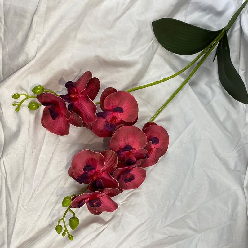 Orchidée en Branche