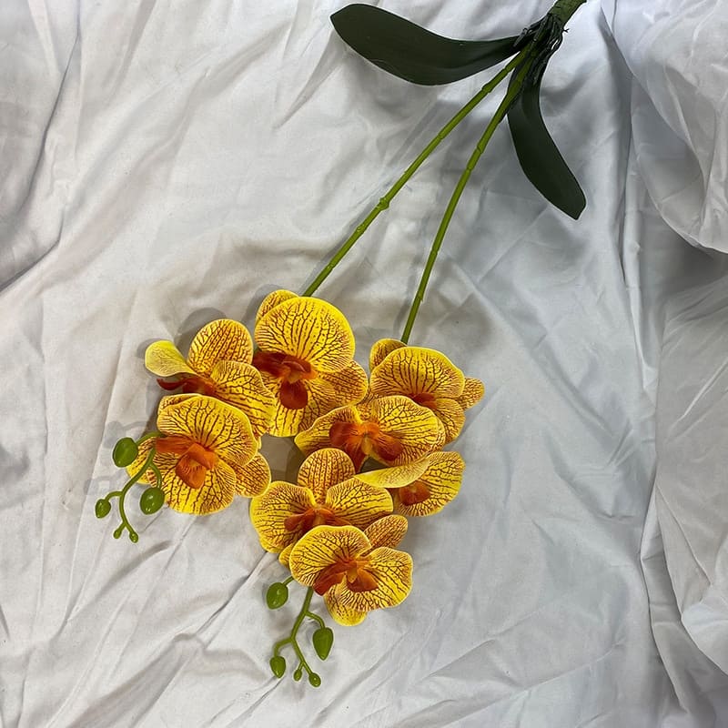 Orchidée en Branche