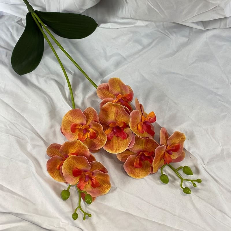Orchidée en Branche