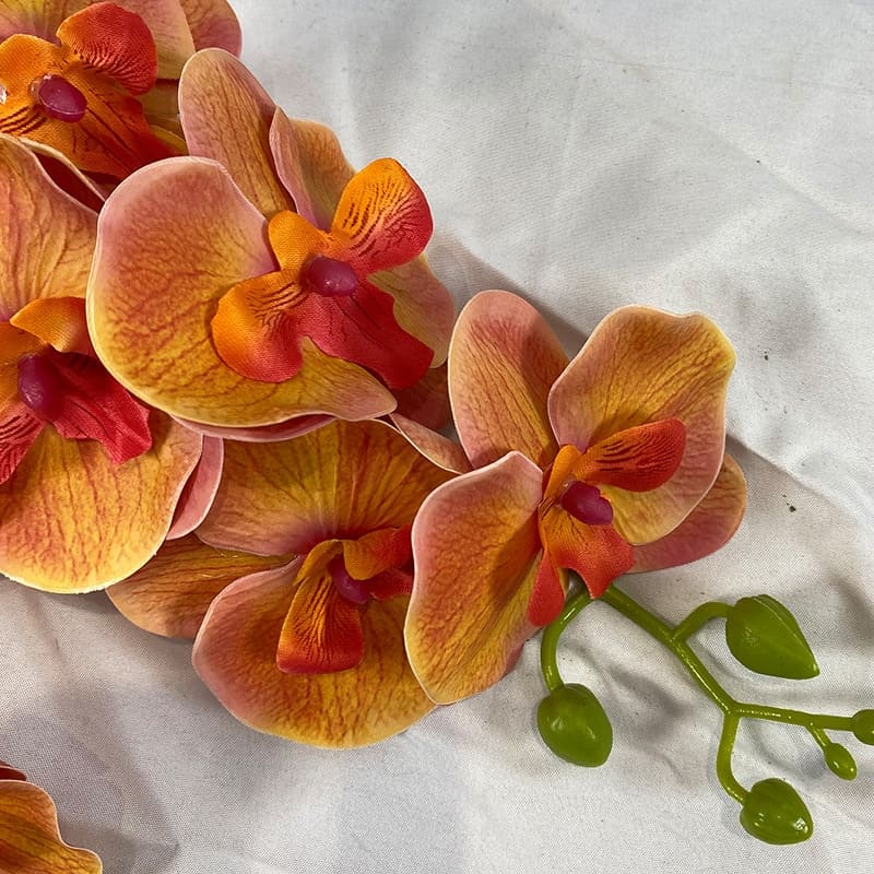 Orchidée en Branche
