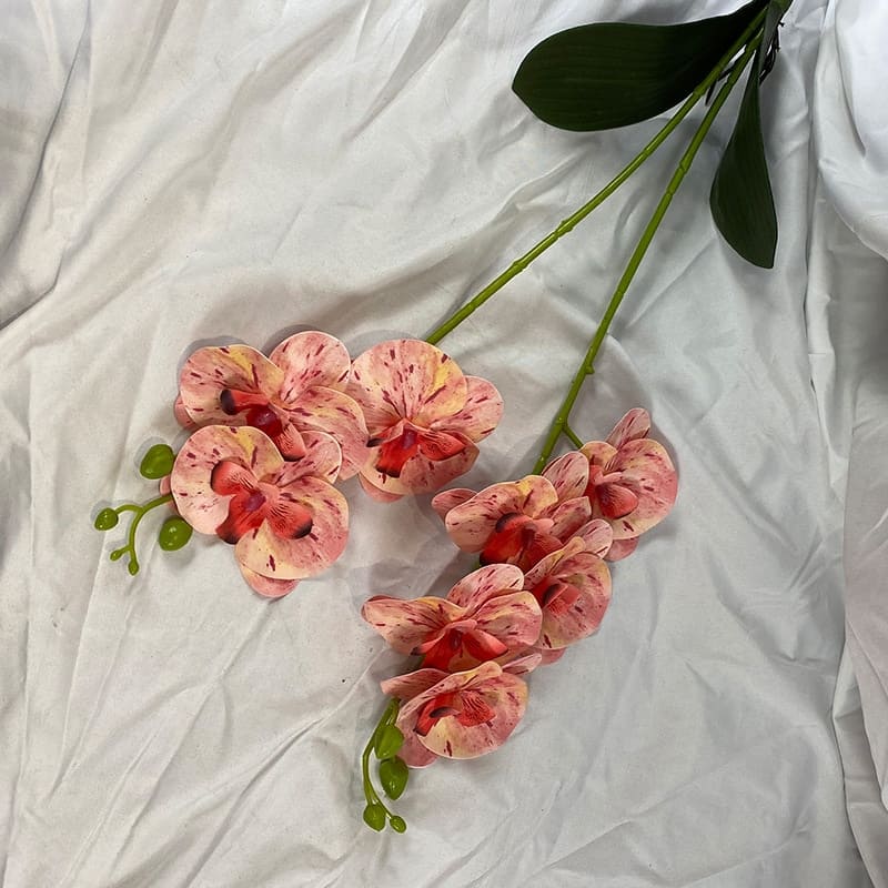 Orchidée en Branche