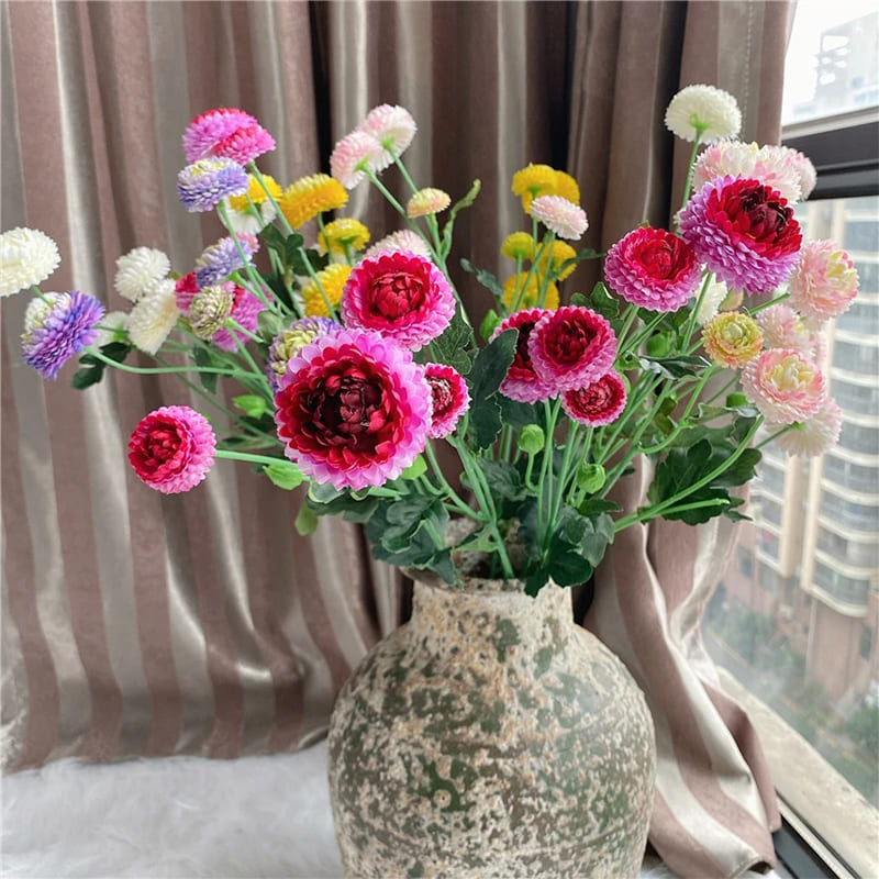 Dahlia Pompon