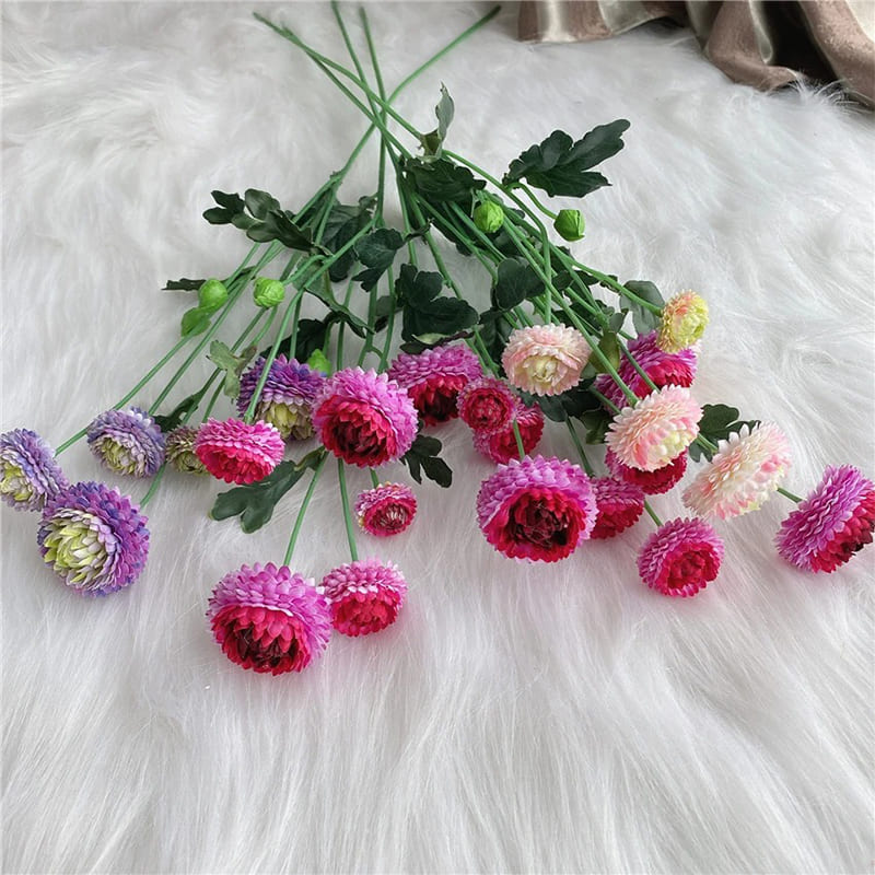 Dahlia Pompon