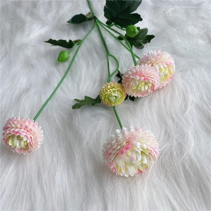 Dahlia Pompon