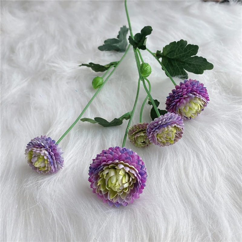 Dahlia Pompon