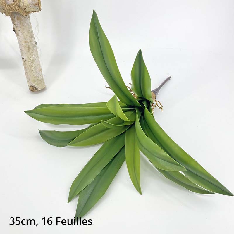 Dracaena Compacta