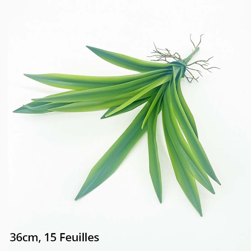 Dracaena Compacta