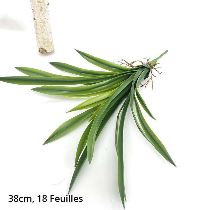Dracaena Compacta