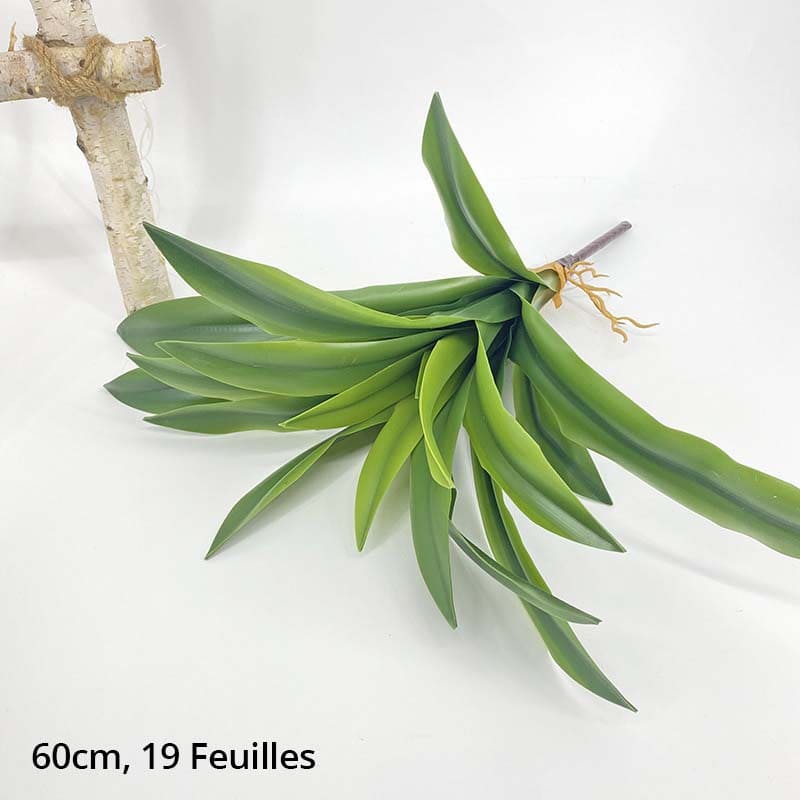Dracaena Compacta