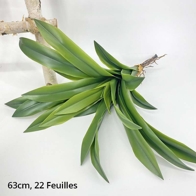 Dracaena Compacta