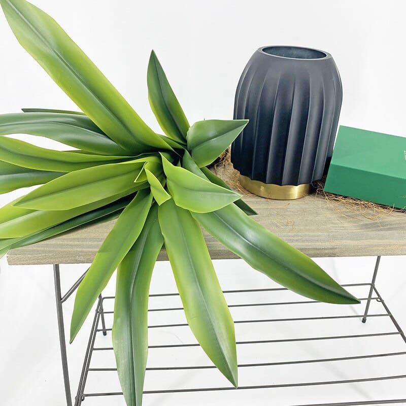 Dracaena Compacta