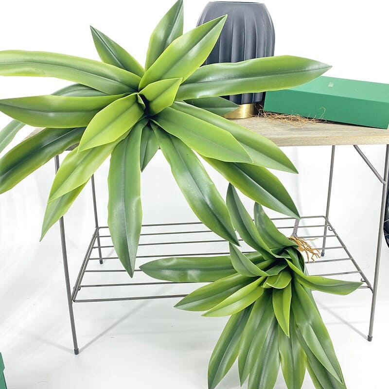 Dracaena Compacta