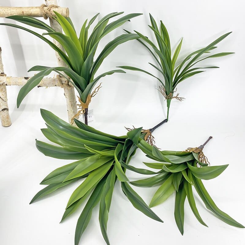 Dracaena Compacta