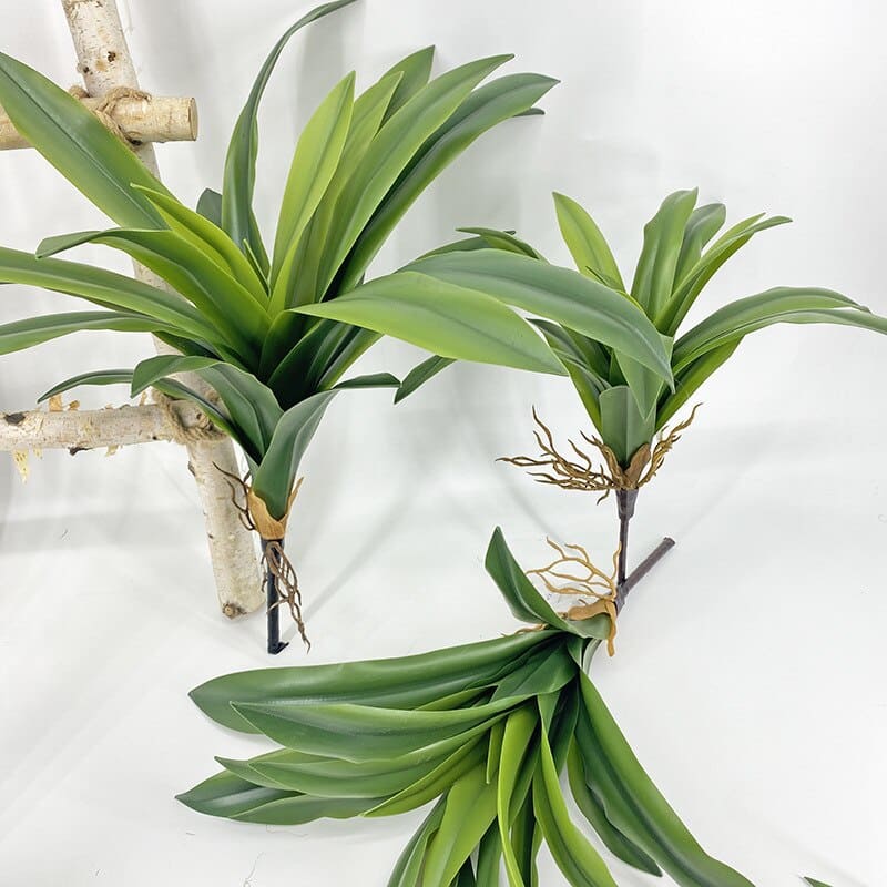 Dracaena Compacta