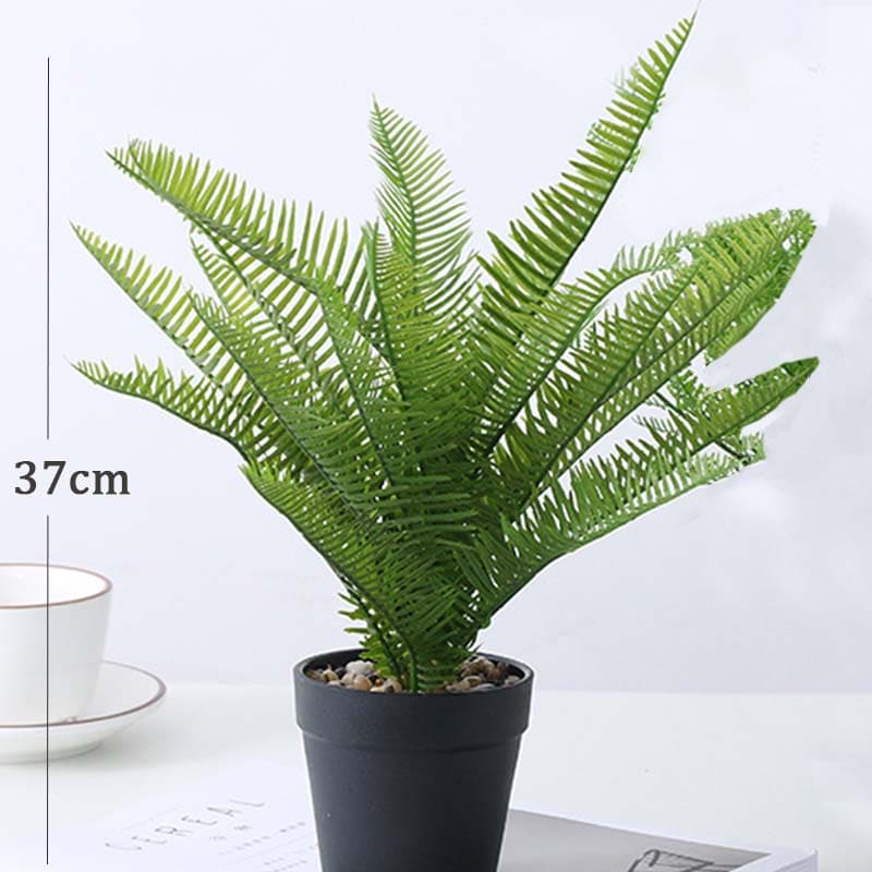 Dryopteris Affinis - Fougère des bois en pot, 50 cm