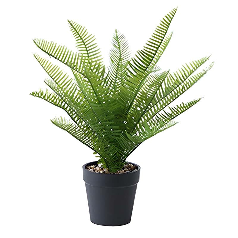 Dryopteris Affinis - Fougère des bois en pot, 50 cm