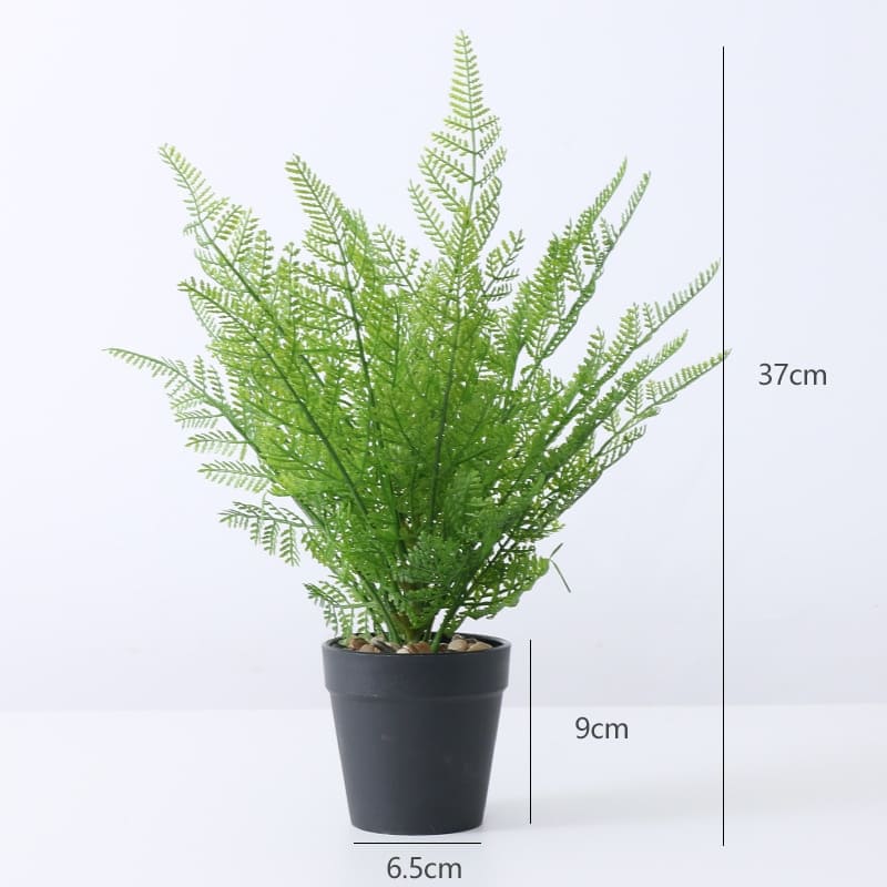 Dryopteris Affinis - Fougère des bois en pot, 50 cm