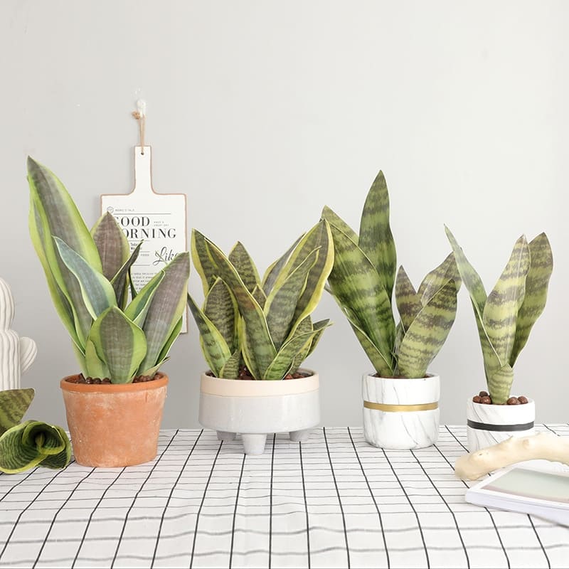 Bouture Sansevieria