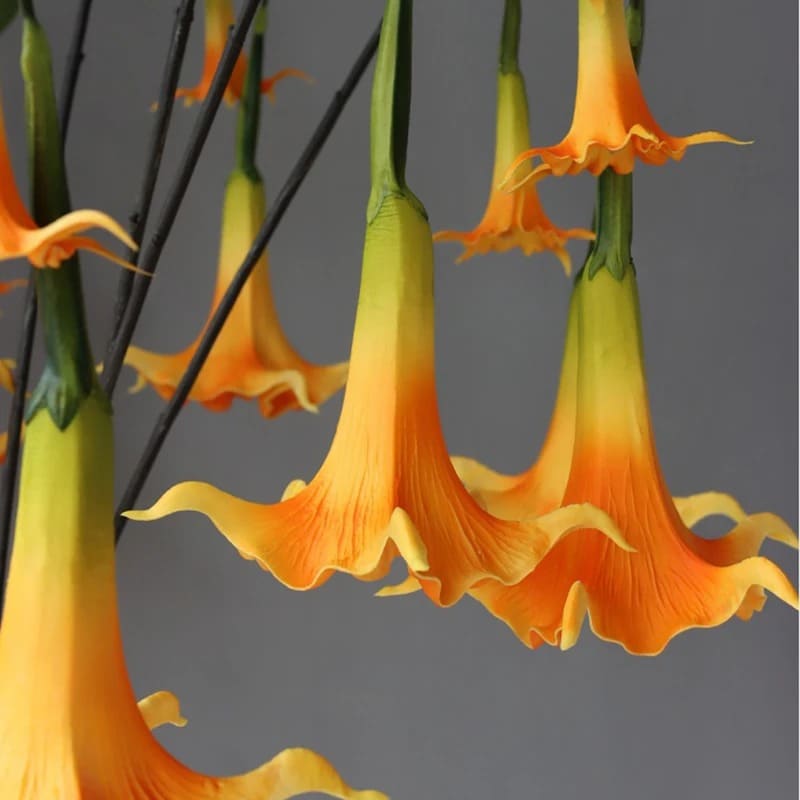 Fleur Datura.