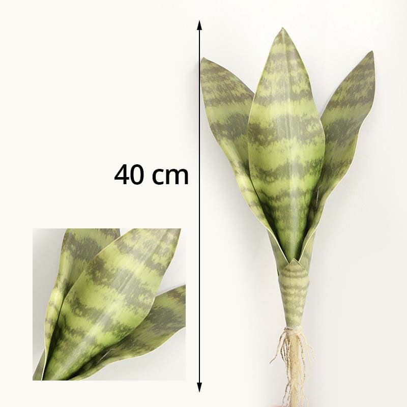 Sansevieria Trifasciata