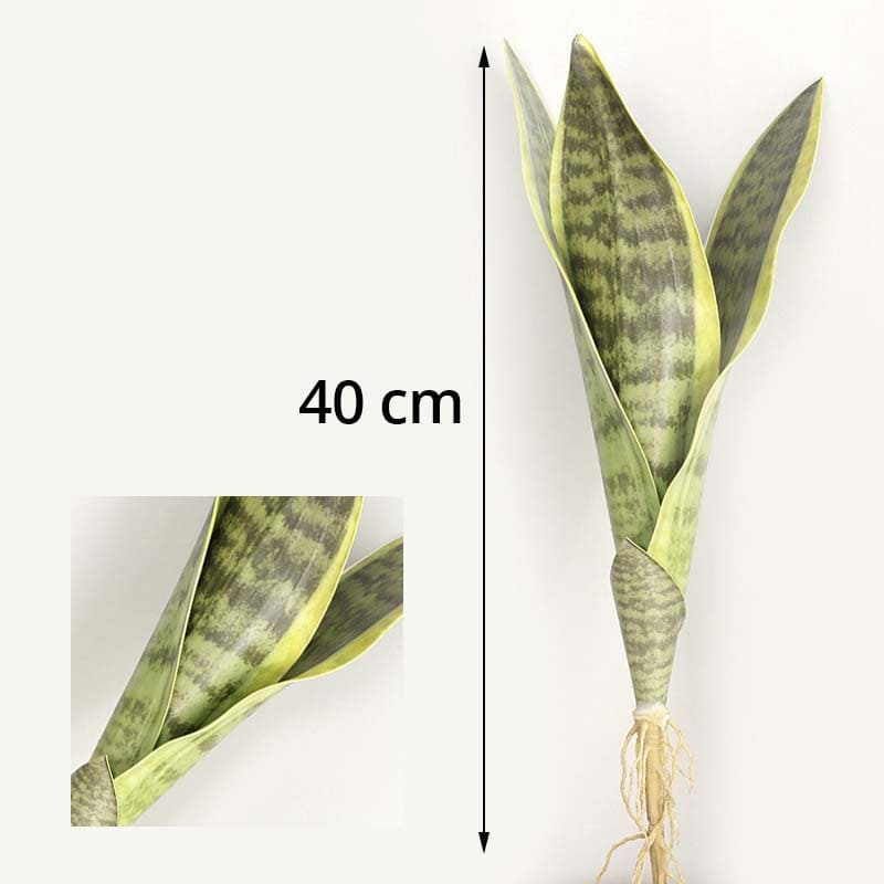 Sansevieria Trifasciata