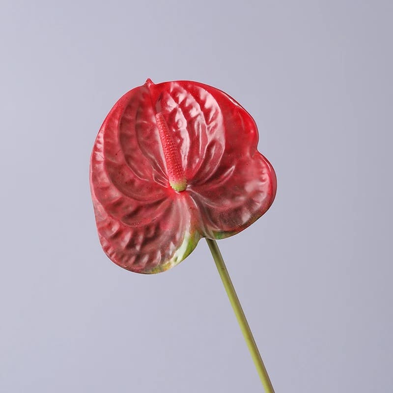 Anthurium Rouge Vif