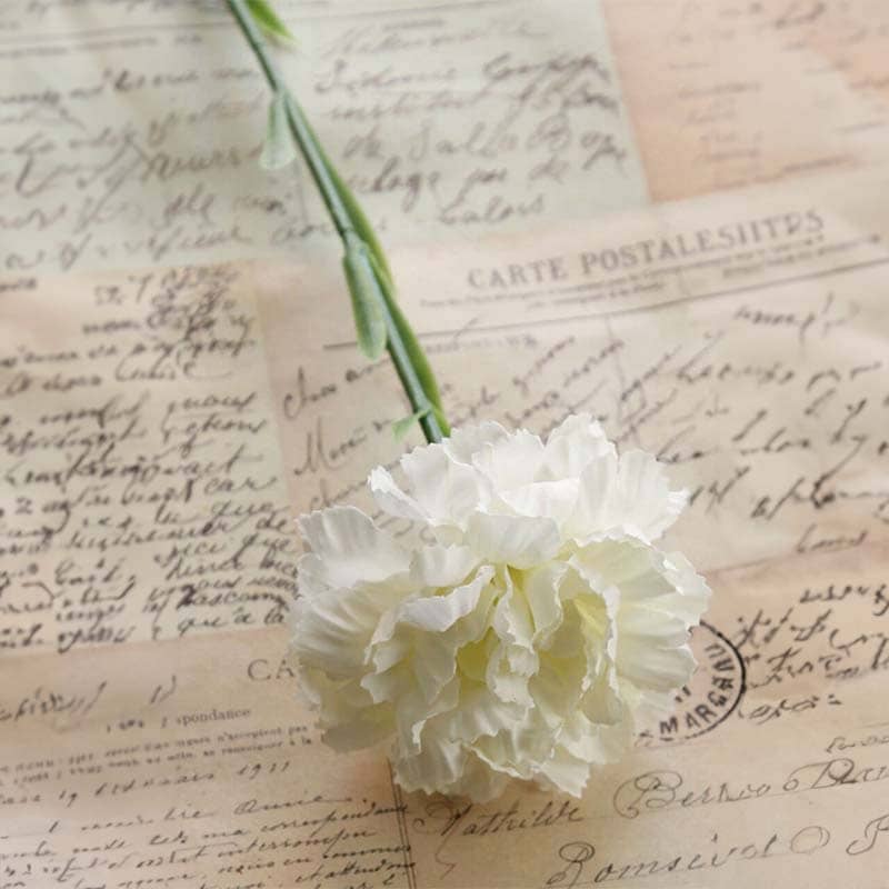 Carnation Flowers