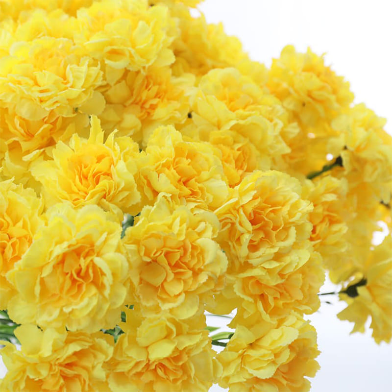 Carnation Flowers
