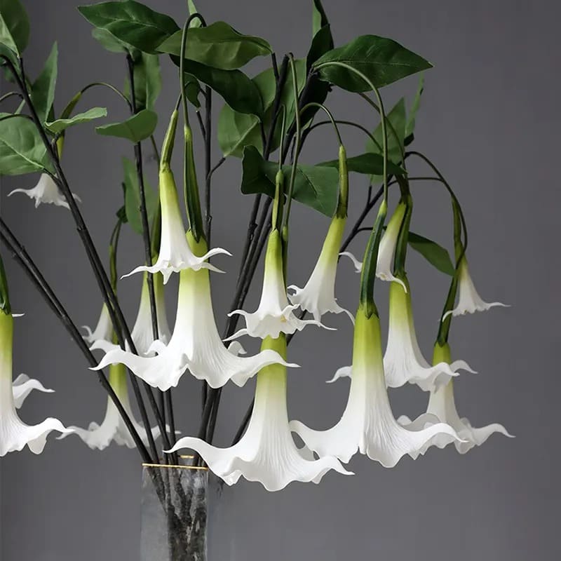 Fleur Datura.