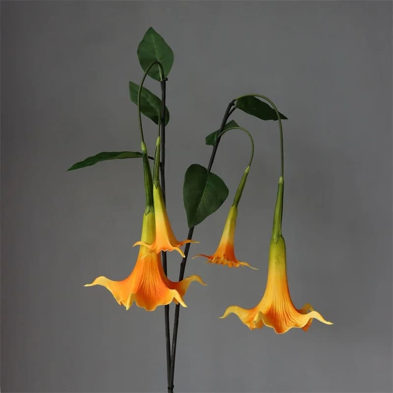 Fleur Datura.