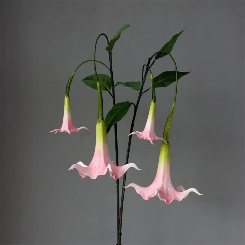 Fleur Datura.