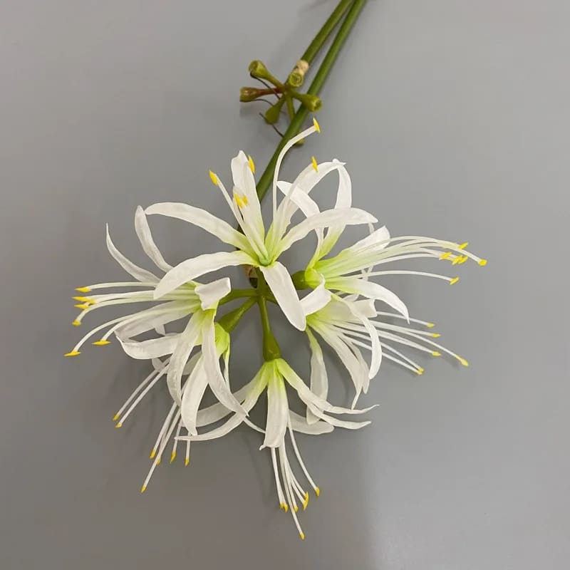 Fleur Higanbana Japonaise