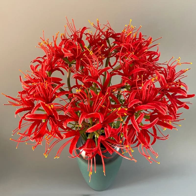 Fleur Higanbana Japonaise