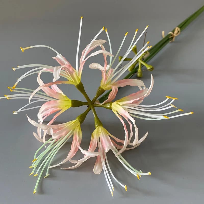 Fleur Higanbana Japonaise