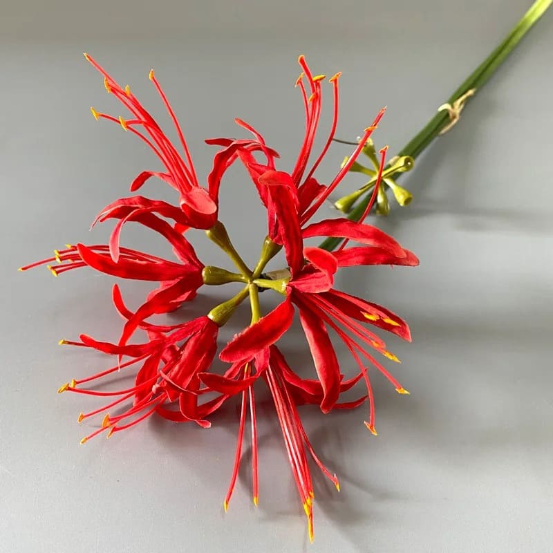 Fleur Higanbana Japonaise
