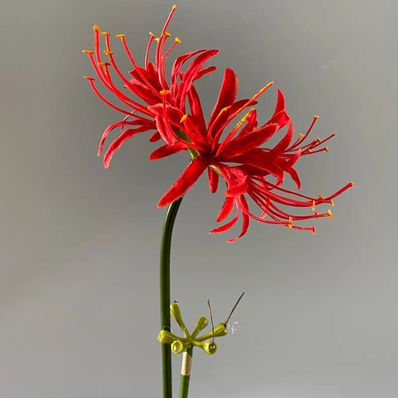 Fleur Higanbana Japonaise