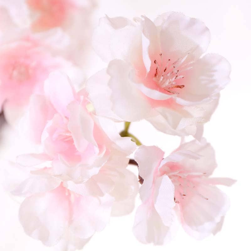 Fleur de Cerisier